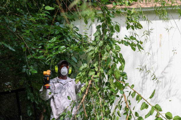 Best Arborist Consultation Services  in Spiro, OK