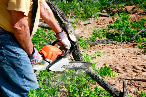 Reliable Spiro, OK Tree Services Solutions