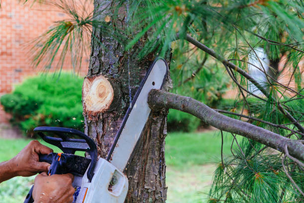 Best Storm Damage Tree Cleanup  in Spiro, OK